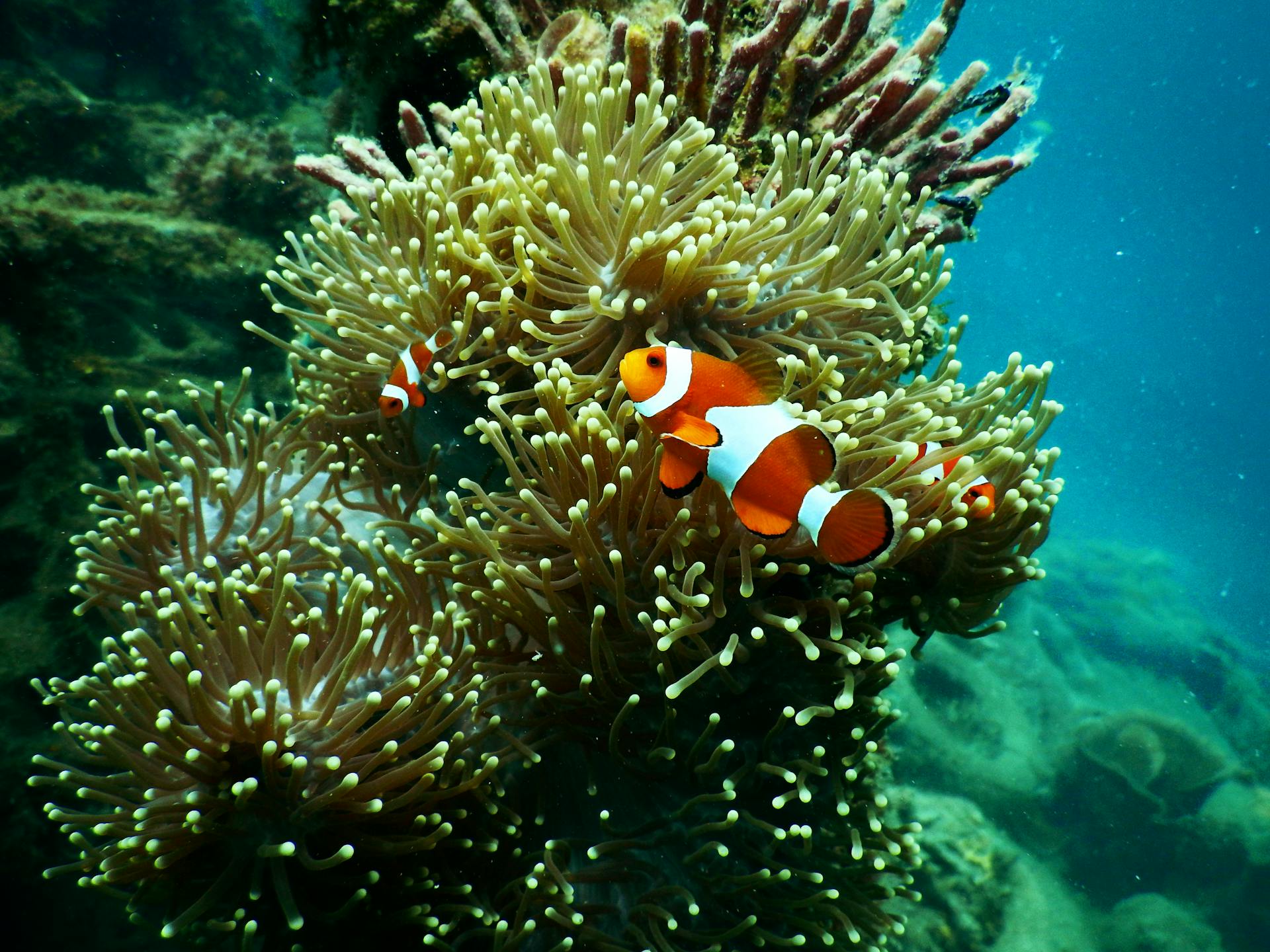 How Are Tropical Fish Inspiring Scientists in Their Efforts To Regrow Teeth?